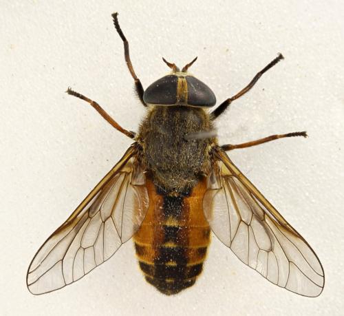 Hybomitra distinguenda
